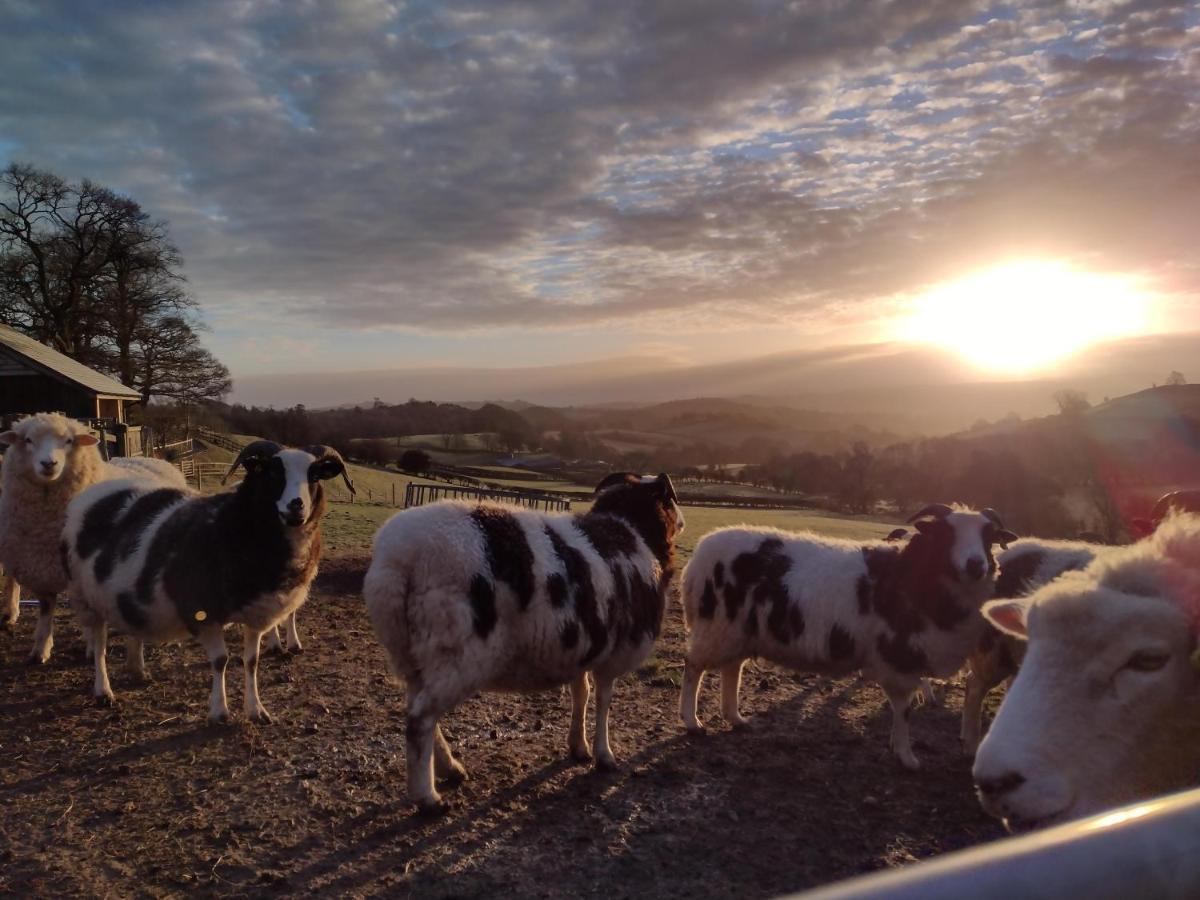 Sheep Dip Cottage - 5* Cyfie Farm, With Log Burner And Private Hot Tub Llanfyllin Exterior foto