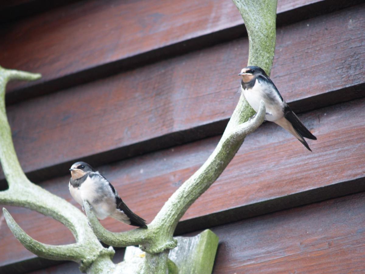 Sheep Dip Cottage - 5* Cyfie Farm, With Log Burner And Private Hot Tub Llanfyllin Exterior foto